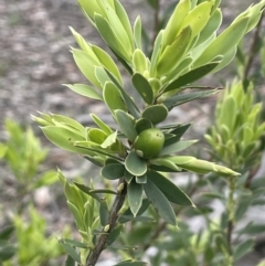 Styphelia triflora (Five-corners) at Kowen, ACT - 9 Oct 2022 by JaneR