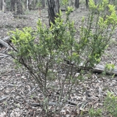 Styphelia triflora at Kowen, ACT - 9 Oct 2022