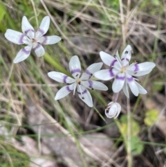 Wurmbea dioica subsp. dioica (Early Nancy) at Kowen, ACT - 9 Oct 2022 by JaneR