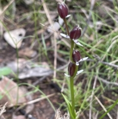 Wurmbea dioica subsp. dioica at Kowen, ACT - 9 Oct 2022 03:40 PM