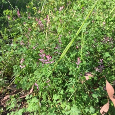 Fumaria muralis subsp. muralis (Wall Fumitory) at Stirling Park - 8 Oct 2021 by grakymhirth@tpg.com