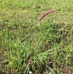 Holcus lanatus (Yorkshire Fog) at Yarralumla, ACT - 8 Oct 2021 by grakymhirth@tpg.com