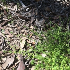 Galium gaudichaudii (Rough Bedstraw) at Stirling Park - 8 Oct 2021 by grakymhirth@tpg.com