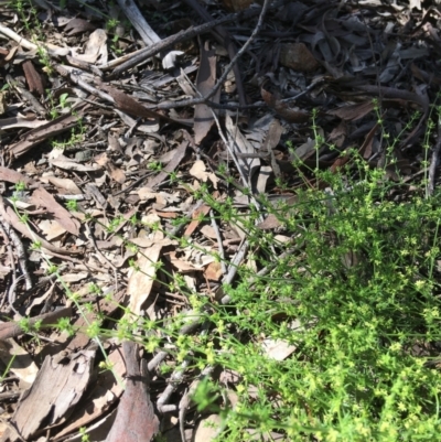 Galium gaudichaudii (Rough Bedstraw) at Stirling Park - 8 Oct 2021 by grakymhirth@tpg.com