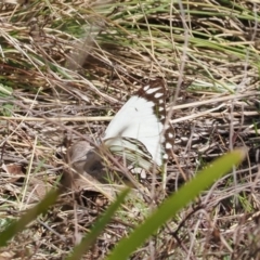 Belenois java (Caper White) at Namadgi National Park - 3 Oct 2022 by RAllen