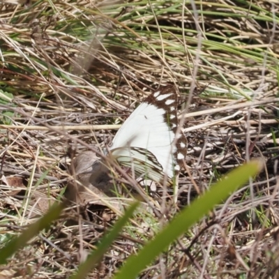 Belenois java (Caper White) at Namadgi National Park - 3 Oct 2022 by RAllen