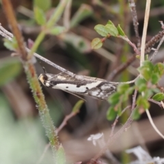 Philobota lysizona (A concealer moth) at Namadgi National Park - 3 Oct 2022 by RAllen