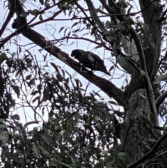 Zanda funerea (Yellow-tailed Black-Cockatoo) at Lower Cotter Catchment - 8 Oct 2022 by tjwells