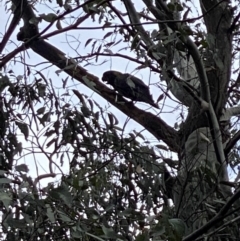 Zanda funerea (Yellow-tailed Black-Cockatoo) at Cotter River, ACT - 8 Oct 2022 by tjwells