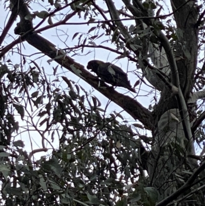 Zanda funerea (Yellow-tailed Black-Cockatoo) at Cotter River, ACT - 8 Oct 2022 by tjwells