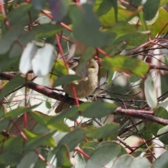 Ptilotula fusca (Fuscous Honeyeater) at Booth, ACT - 3 Oct 2022 by RAllen