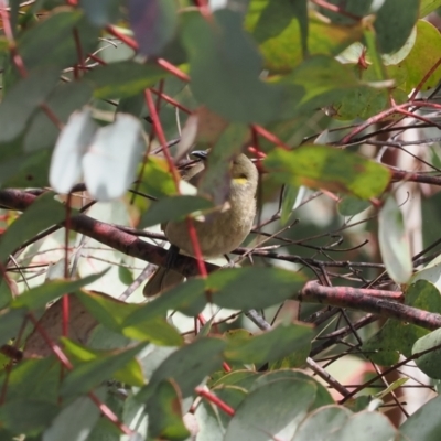 Ptilotula fusca (Fuscous Honeyeater) at Booth, ACT - 3 Oct 2022 by RAllen