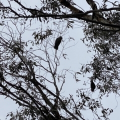 Callocephalon fimbriatum (Gang-gang Cockatoo) at Cotter River, ACT - 8 Oct 2022 by tjwells