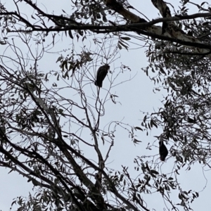 Callocephalon fimbriatum at Cotter River, ACT - 8 Oct 2022