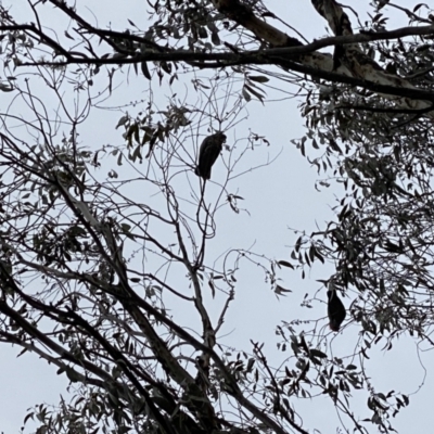 Callocephalon fimbriatum (Gang-gang Cockatoo) at Cotter River, ACT - 8 Oct 2022 by tjwells