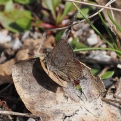 Paralucia crosbyi (Violet Copper Butterfly) at Booth, ACT - 4 Oct 2022 by RAllen