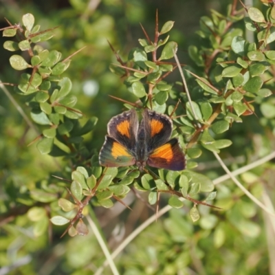 Paralucia aurifera (Bright Copper) at Namadgi National Park - 4 Oct 2022 by RAllen