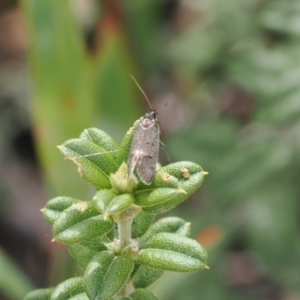 Leistomorpha brontoscopa at Booth, ACT - 4 Oct 2022