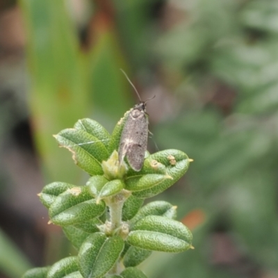 Leistomorpha brontoscopa (A concealer moth) at Namadgi National Park - 4 Oct 2022 by RAllen