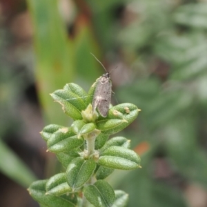 Leistomorpha brontoscopa at Booth, ACT - 4 Oct 2022