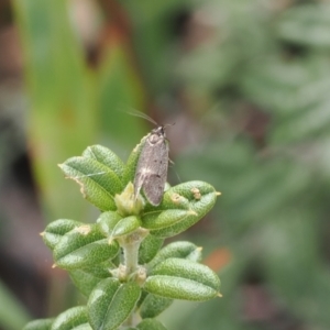 Leistomorpha brontoscopa at Booth, ACT - 4 Oct 2022