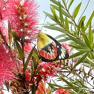 Delias argenthona (Scarlet Jezebel) at Currimundi, QLD - 9 Oct 2022 by Delsbutterfly