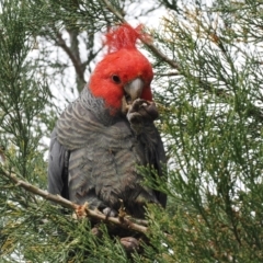 Callocephalon fimbriatum (Gang-gang Cockatoo) at Red Hill Nature Reserve - 10 Oct 2022 by RAllen