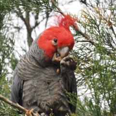 Callocephalon fimbriatum at Red Hill, ACT - suppressed