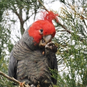 Callocephalon fimbriatum at Red Hill, ACT - suppressed