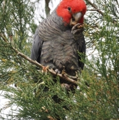 Callocephalon fimbriatum at Red Hill, ACT - 10 Oct 2022