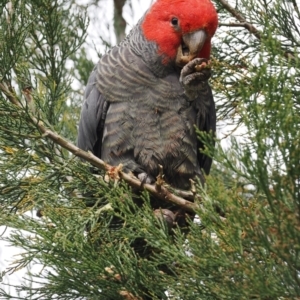 Callocephalon fimbriatum at Red Hill, ACT - 10 Oct 2022