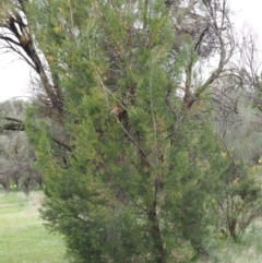 Callocephalon fimbriatum at Red Hill, ACT - 10 Oct 2022