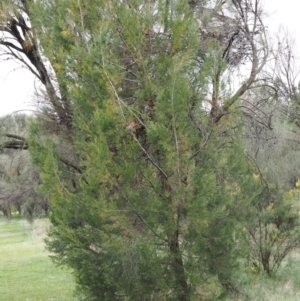 Callocephalon fimbriatum at Red Hill, ACT - 10 Oct 2022