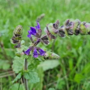 Salvia verbenaca var. verbenaca at O'Malley, ACT - 10 Oct 2022