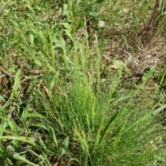 Poa (genus) (A Snow Grass) at O'Malley, ACT - 10 Oct 2022 by Mike