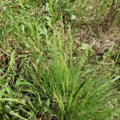 Poa sp. (A Snow Grass) at Mount Mugga Mugga - 10 Oct 2022 by Mike