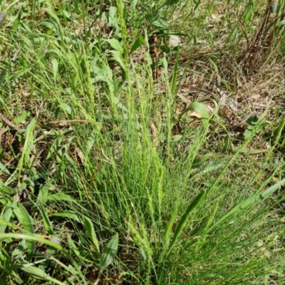 Poa sp. (A Snow Grass) at Mount Mugga Mugga - 10 Oct 2022 by Mike