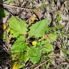 Cymbonotus sp. (preissianus or lawsonianus) (Bears Ears) at O'Malley, ACT - 10 Oct 2022 by Mike