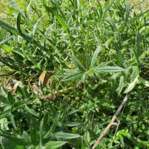 Cirsium vulgare at O'Malley, ACT - 10 Oct 2022 10:47 AM