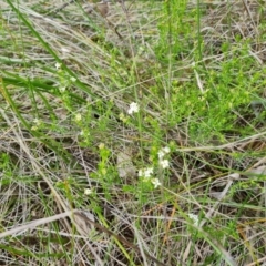 Asperula conferta (Common Woodruff) at O'Malley, ACT - 10 Oct 2022 by Mike