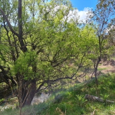 Salix matsudana (Tortured Willow) at Mount Mugga Mugga - 9 Oct 2022 by Mike