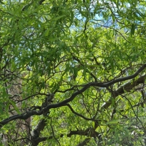 Salix matsudana at O'Malley, ACT - 10 Oct 2022 10:13 AM