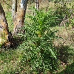 Sonchus asper (Prickly Sowthistle) at Mount Mugga Mugga - 9 Oct 2022 by Mike