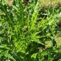 Sonchus asper at O'Malley, ACT - 10 Oct 2022