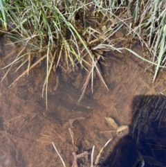 Misgurnus anguillicaudatus at Throsby, ACT - 10 Oct 2022