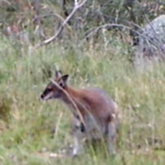 Notamacropus rufogriseus (Red-necked Wallaby) at Mount Taylor - 6 Apr 2022 by MountTaylorParkcareGroup