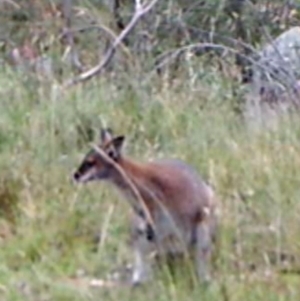 Notamacropus rufogriseus at Kambah, ACT - 6 Apr 2022