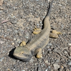 Pogona barbata (Eastern Bearded Dragon) at Mount Taylor - 10 Oct 2022 by Cathy_Katie