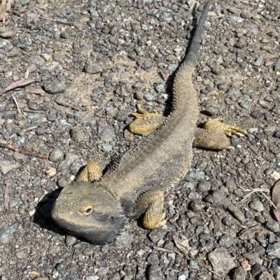 Pogona barbata (Eastern Bearded Dragon) at Pearce, ACT - 10 Oct 2022 by CathyKatie