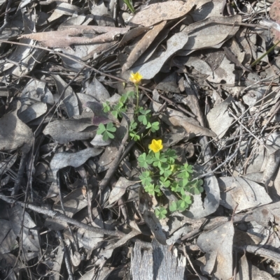 Oxalis sp. (Wood Sorrel) at Cook, ACT - 10 Oct 2022 by lbradley